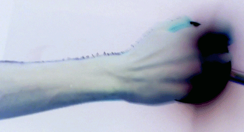 Featured GIF
